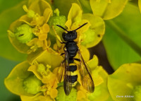 Cerceris_rybyensis